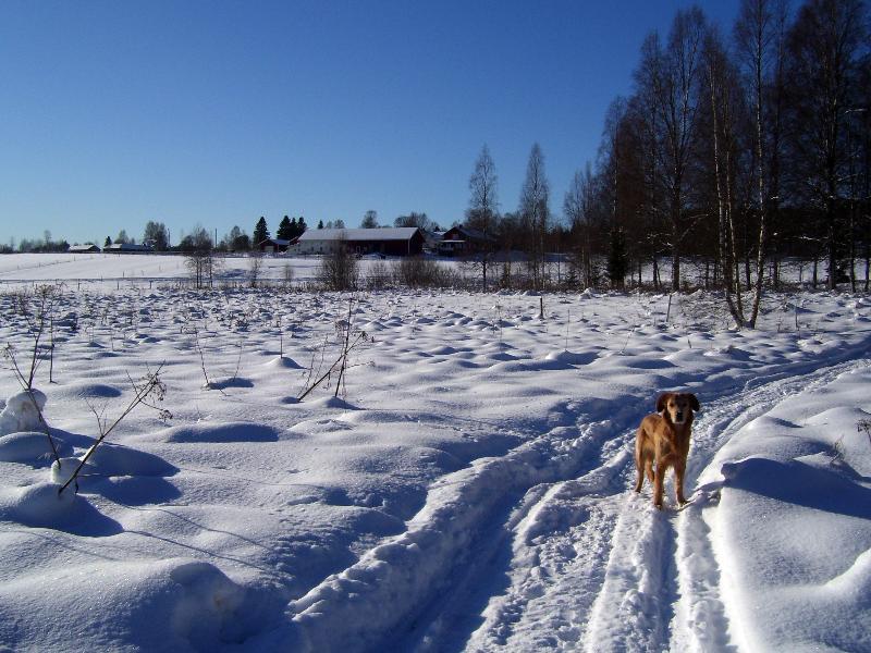 Appartamento Torpgarden Oennerudsvaegen 56 Torsby Esterno foto